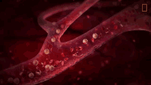 Vascular Sync