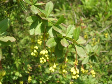 Berberine
