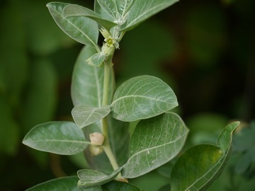Ashwagandha KSM-66